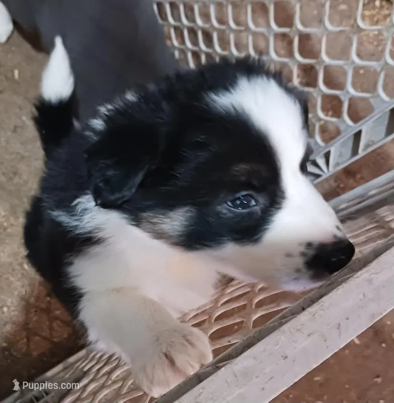 Chase – Border Collie puppy for sale in Prairie du Chien, WI