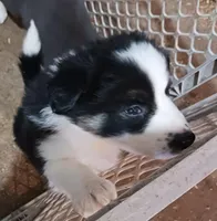 Chase, a male Border Collie for sale in Prairie du Chien, WI – Photo 1 of 5