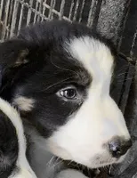 Jake, a male Border Collie for sale in Prairie du Chien, WI – 2 of 5