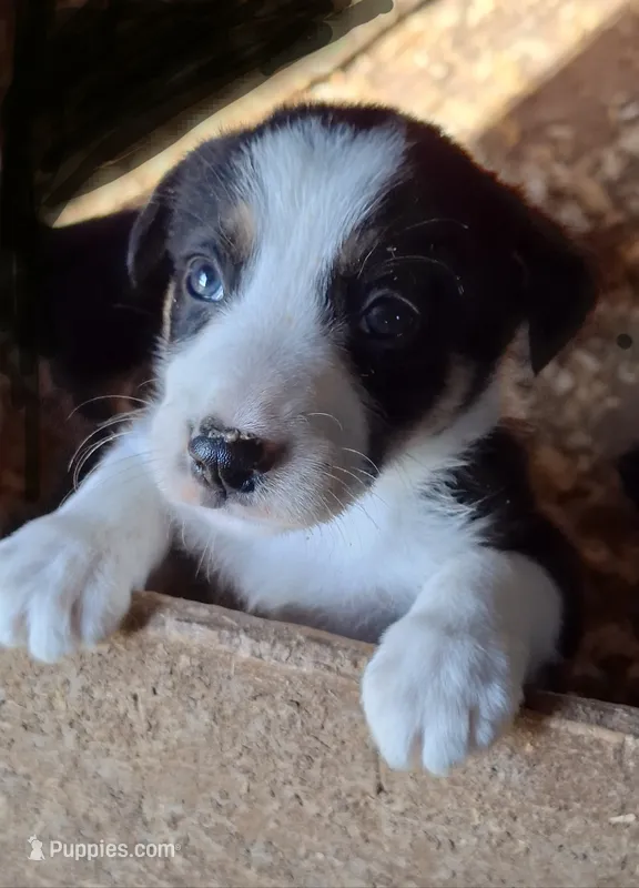 Fynn – Border Collie puppy for sale in Prairie Du Chien, WI