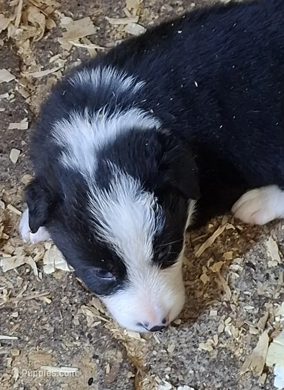 Flash – Border Collie puppy for sale in Prairie Du Chien, WI