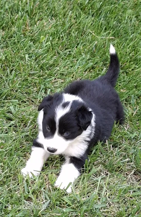 Aria – Border Collie puppy on hold in Prairie Du Chien, WI
