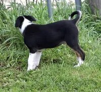 Fynn, a male Border Collie for sale in Prairie Du Chien, WI – 3 of 7
