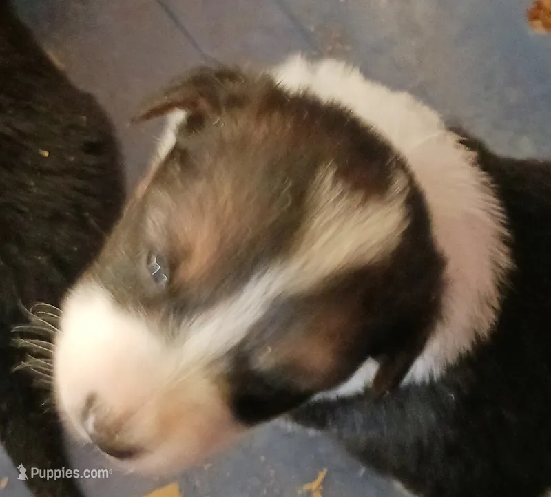 Lacey – Border Collie puppy for sale in Prairie du Chien, WI