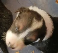 Lacey, a female Border Collie for sale in Prairie du Chien, WI – 1 of 1