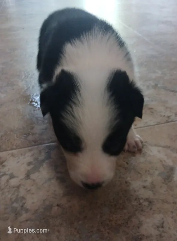 Angel – Border Collie puppy for sale in Prairie du Chien, WI