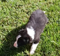 JAVA, a male Border Collie for sale in Prairie du Chien, WI – Photo 4 of 6