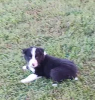 JAVA, a male Border Collie for sale in Prairie du Chien, WI – Photo 5 of 6