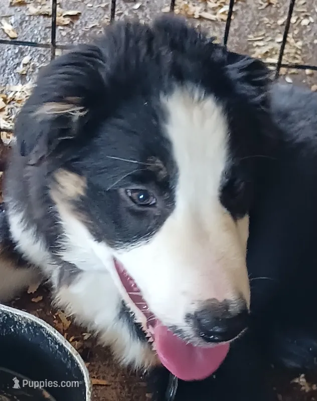 Jake – Border Collie puppy for sale in Prairie du Chien, WI