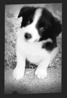 Jake, a male Border Collie for sale in Prairie du Chien, WI – Photo 8 of 10