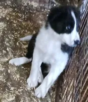 Jake, a male Border Collie for sale in Prairie du Chien, WI – Photo 4 of 10