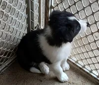 Jake, a male Border Collie for sale in Prairie du Chien, WI – Photo 6 of 10