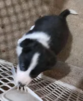 Jake, a male Border Collie for sale in Prairie du Chien, WI – Photo 10 of 10