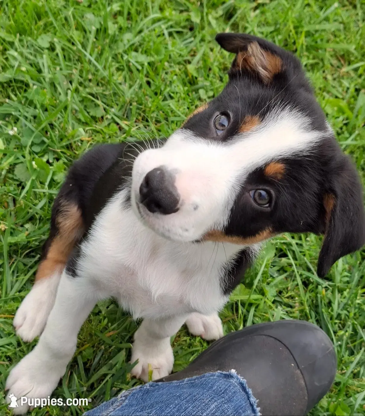 Fynn, a male Border Collie for sale in Prairie Du Chien, WI – 4 of 7
