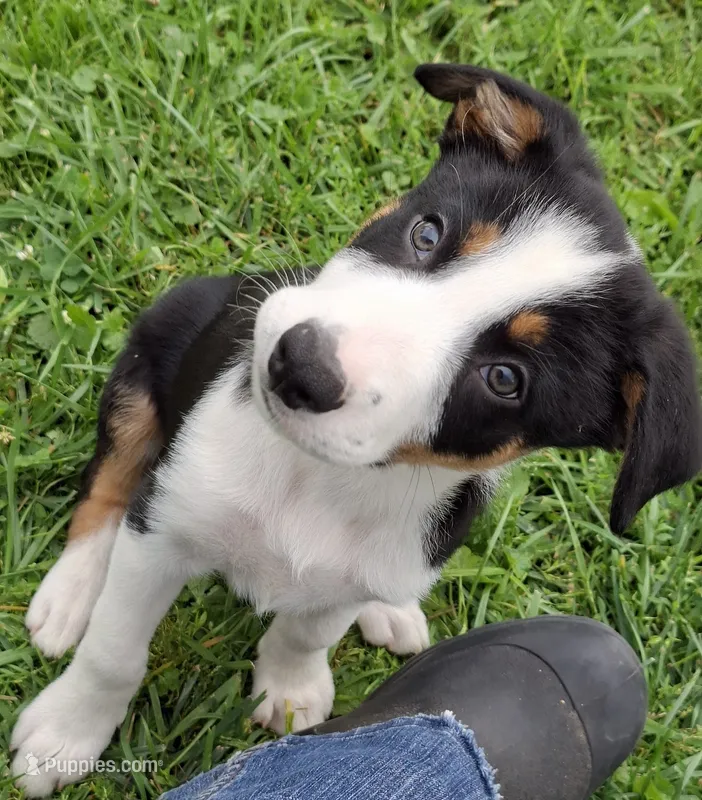 Fynn – Border Collie puppy for sale in Prairie Du Chien, WI