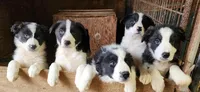 Izy, a female Border Collie for sale in Prairie du Chien, WI – 4 of 4