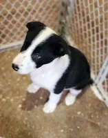 Izy, a female Border Collie for sale in Prairie du Chien, WI – Photo 3 of 3