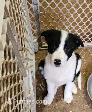 Izy – Border Collie puppy for sale in Prairie du Chien, WI