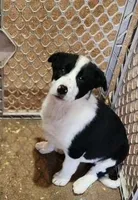 Izy, a female Border Collie for sale in Prairie du Chien, WI – Photo 1 of 3