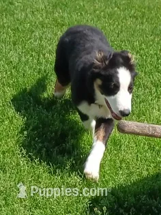 Jake – Border Collie puppy for sale in Prairie du Chien, WI