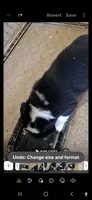 Flash, a male Border Collie for sale in Prairie Du Chien, WI – 3 of 3