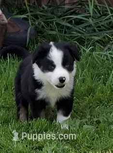 Fly – Border Collie puppy for sale in Prairie Du Chien, WI