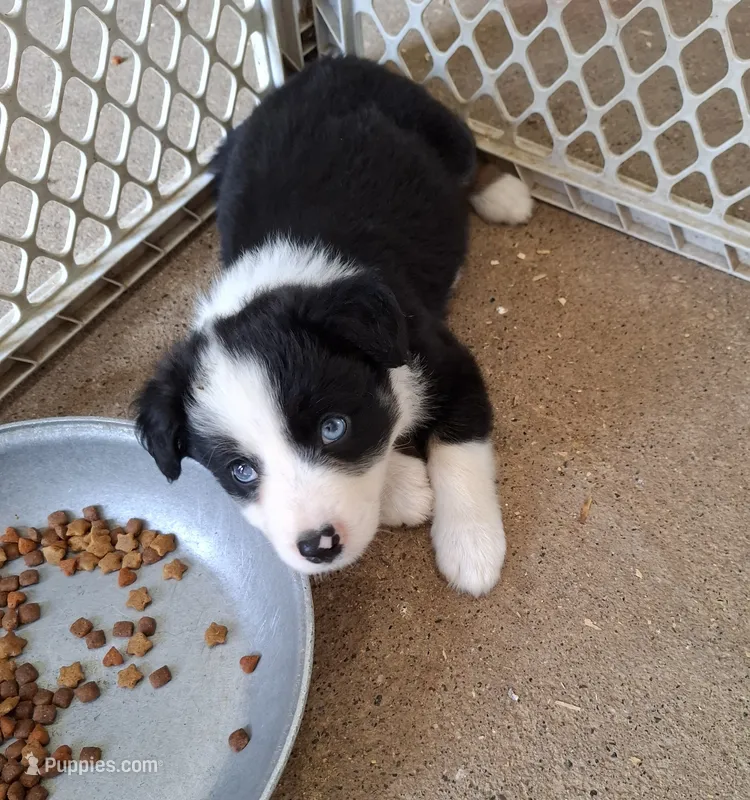Fly – Border Collie puppy for sale in Prairie Du Chien, WI