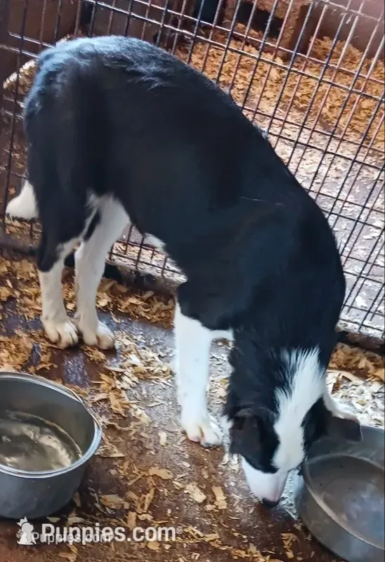 Abby – Border Collie puppy for sale in Prairie Du Chien, WI