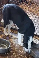 Abby, a female Border Collie for sale in Prairie du Chien, WI – 3 of 8