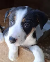 Fynn, a male Border Collie for sale in Prairie Du Chien, WI – 6 of 7