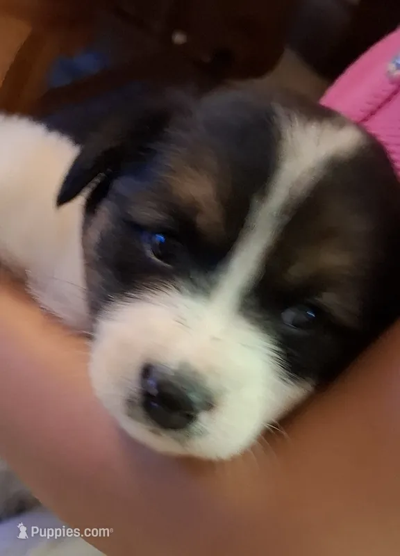 Lacey – Border Collie puppy on hold in Prairie Du Chien, WI