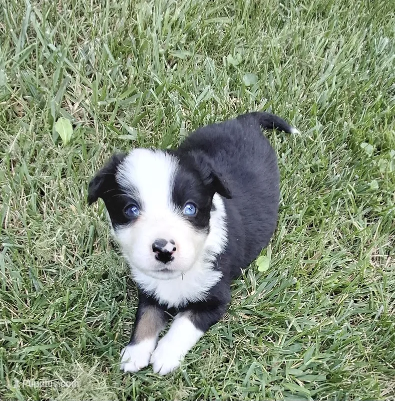 Fly – Border Collie puppy for sale in Prairie Du Chien, WI