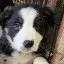 Jake, a male Border Collie for sale in Prairie du Chien, WI – 3 of 5