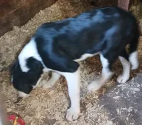 Dash, a male Border Collie for sale in Prairie du Chien, WI – 2 of 2