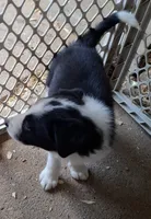 Ivy, a female Border Collie for sale in Prairie Du Chien, WI – 4 of 5