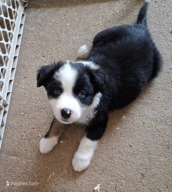 Fly – Border Collie puppy for sale in Prairie Du Chien, WI