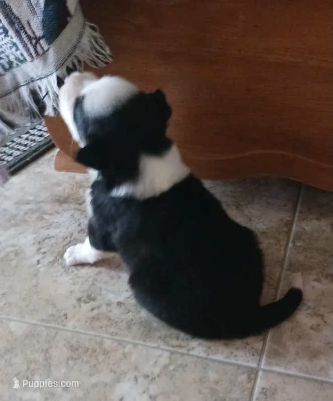 Luna – Border Collie puppy for sale in Prairie Du Chien, WI