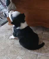 Luna, a female Border Collie for sale in Prairie du Chien, WI – 2 of 5