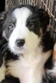 Jake – Border Collie puppy for sale in Prairie du Chien, WI