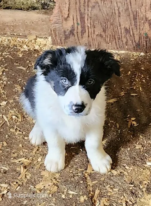 Bella, a female Border Collie for sale in Prairie du Chien, WI – Photo 1 of 3