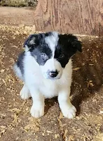 Bella, a female Border Collie for sale in Prairie du Chien, WI – Photo 1 of 3