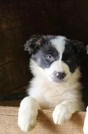 Bella – Border Collie puppy for sale in Prairie du Chien, WI