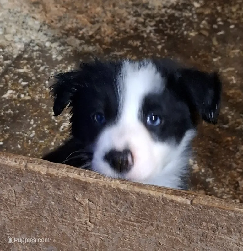 Flash – Border Collie puppy for sale in Prairie Du Chien, WI