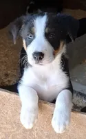 Fynn, a male Border Collie for sale in Prairie Du Chien, WI – 5 of 7