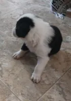 Angel, a female Border Collie for sale in Prairie du Chien, WI – 2 of 4