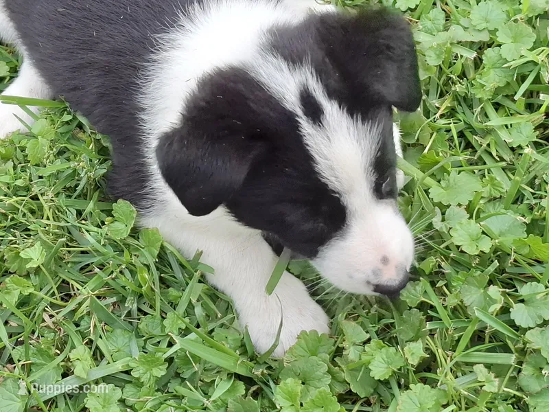 Ivy – Border Collie puppy for sale in Prairie Du Chien, WI