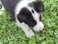 Ivy, a female Border Collie for sale in Prairie Du Chien, WI – 1 of 5