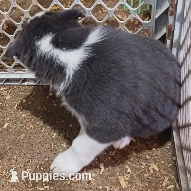 Opal, a female Border Collie for sale in Prairie du Chien, WI – Photo 2 of 6