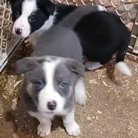 Opal, a female Border Collie for sale in Prairie du Chien, WI – Photo 6 of 6