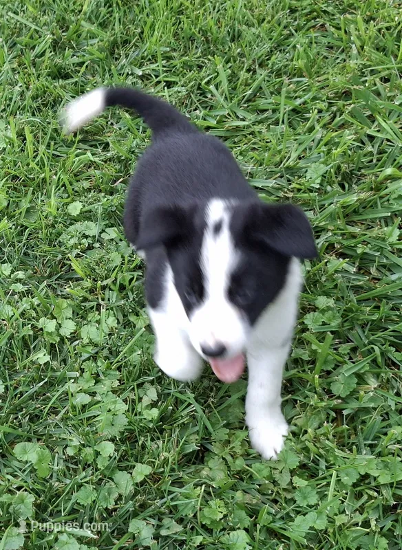 Ivy – Border Collie puppy for sale in Prairie Du Chien, WI